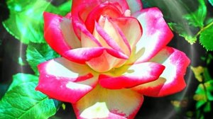 Футаж. Цветочный фон 39