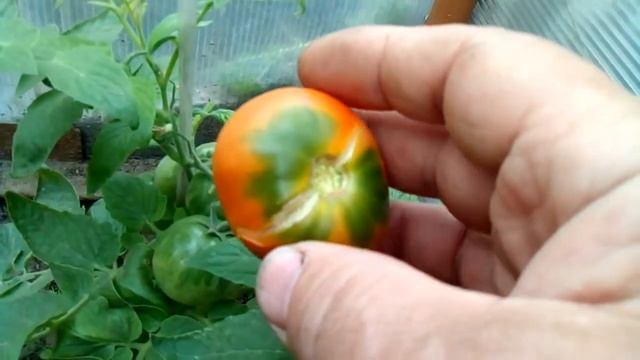 Помидоры Полбиг F1 смотреть онлайн