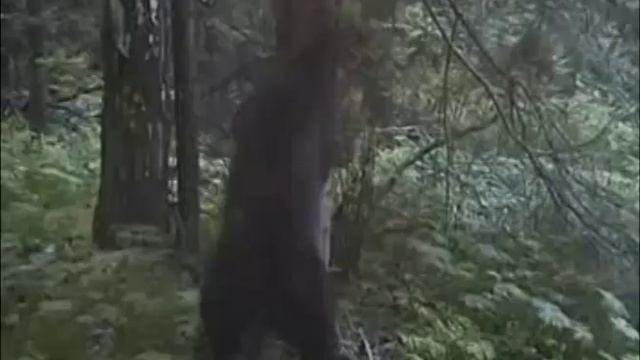 Медвежий вальс смотреть онлайн