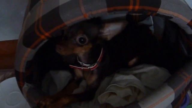 Зена бегает от камеры смотреть онлайн