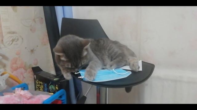 Тученция изучает как носить маску смотреть онлайн