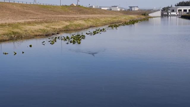 Exclusive Topwater Fishing Tip: How to “Walk the Dog” смотреть онлайн