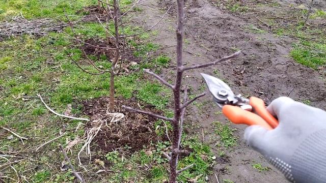 Формування дворічних яблунь.Частина-1.Підвій 54 118. смотреть онлайн