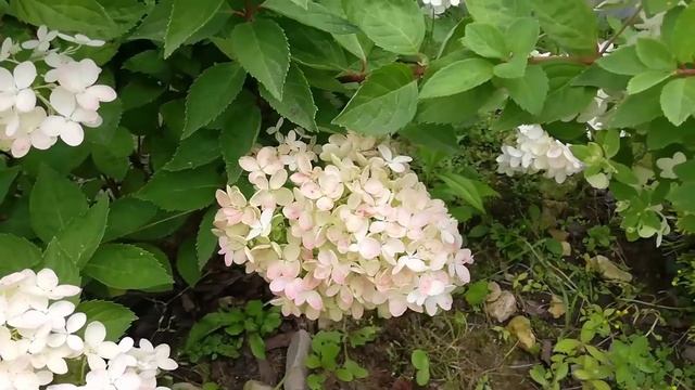 Гортензия метельчатая Бомбшелл (bombshell) смотреть онлайн