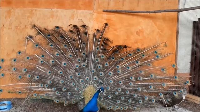 Паўлін звычайны (Paŭlin zvyčajny) - Обыкновенный павлин по-белорусски (Peacock ordinary) смотреть онлайн