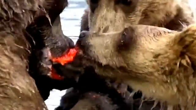 Медведи тоже ловят рыбу смотреть онлайн