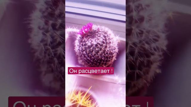 Кактус 🌵 расцветает!! Вот что будет если долго не поливать кактус, а потом часто поливать.