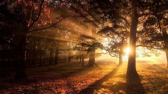 Футаж, Живые обои. "Природа, Лес" смотреть онлайн