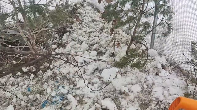 Погладь гуся, гусь... Нифига не нежный. смотреть онлайн