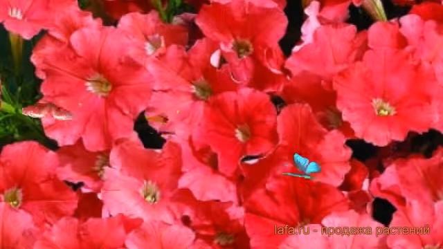 Петуния миллифлора Пикобелла Салмон ? обзор: как сажать, семена петунии Пикобелла Салмон смотреть онлайн