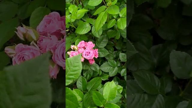 Блаж, Лавли Лидия, Ютерсенер Кластероус смотреть онлайн