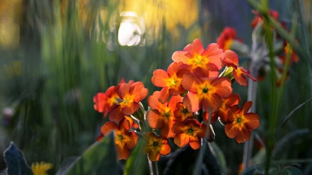 Простите меня, подписчики Джова... смотреть онлайн
