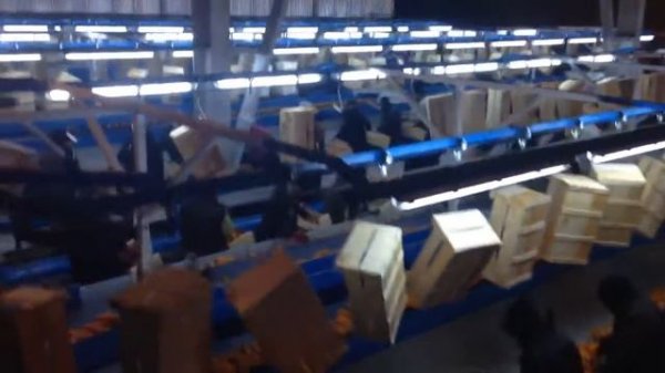 Грузинские мандарины,  процесс сортировки