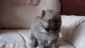 Померанский карликовый шпиц Шикарный Пом