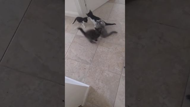 Our rescue elves смотреть онлайн