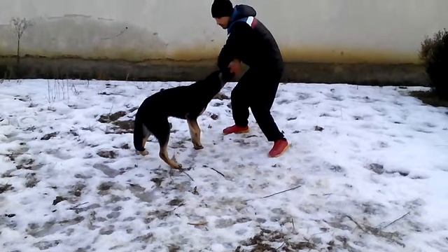 разминка с собакой перед тренировкой смотреть онлайн