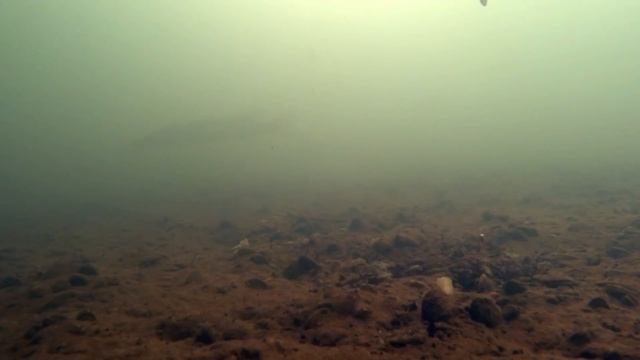 Ловля окуня зимой! Камера КАЛИПСО + МОРМЫШ! Подводная съемка смотреть онлайн