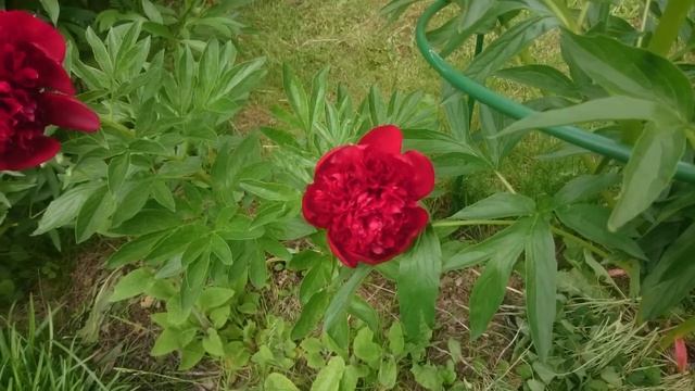 Paeonia Red Charm