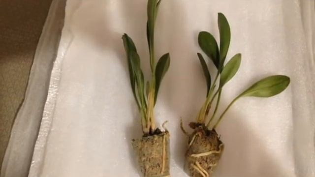 Orchids - Masdevallia, Paphiopedilum, Tzu Chiang Sapphire Blue новинки квітня 2019