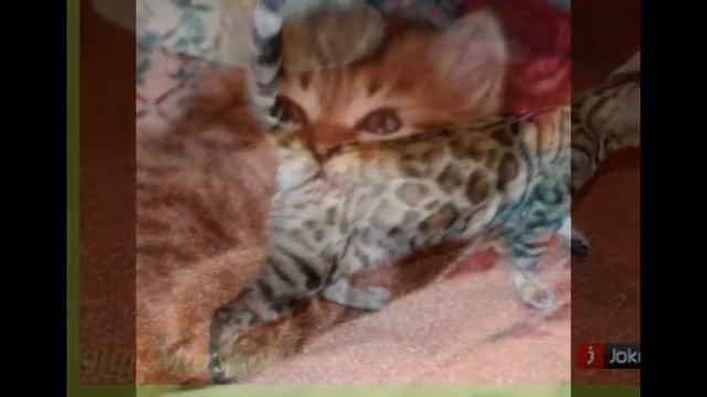 Мопсы и Котята) смотреть онлайн