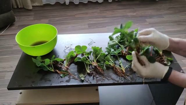 Как отличить женскую клубнику от мужской? смотреть онлайн