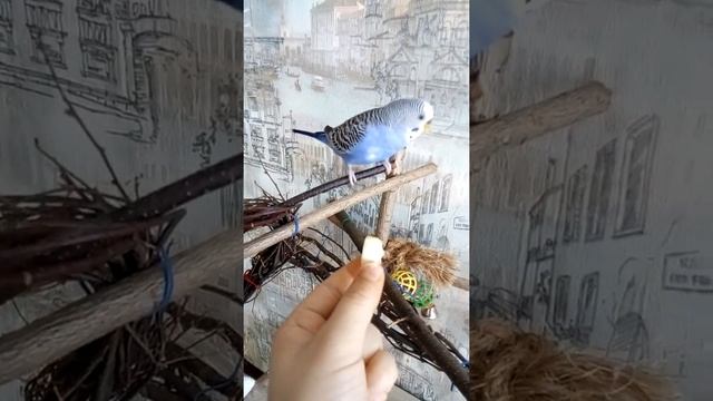 Если у попугая коричневая восковица, нужно накрывать клетку тканью на ночь смотреть онлайн