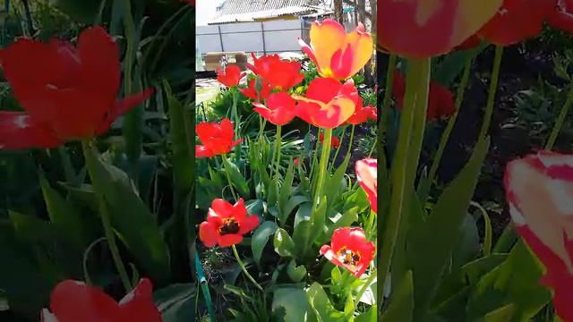 Просто утро