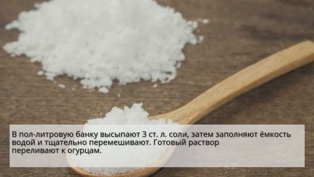 Рецепт вкусных солёных огурцов смотреть онлайн