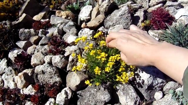 КАКИЕ РАСТЕНИЯ МОЖНО ПОСАДИТЬ НА АЛЬПИЙСКУЮ ГОРКУ .ПРОГУЛКА ПО САДУ. смотреть онлайн