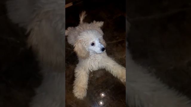 Собака и апельсин смотреть онлайн