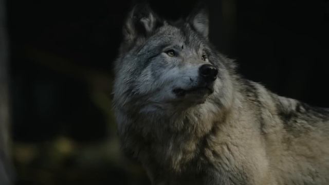 Бандиты поставили девушку на колени и хотели сотворить ужасное! Но дальше произошло немыслимое! смотреть онлайн