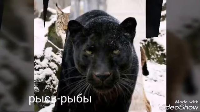 Кто ты по знаку зодиака из диких кошек? смотреть онлайн