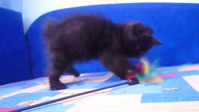 Котята экзоты продажа смотреть онлайн