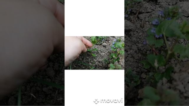 Из косточки сливы появился росток смотреть онлайн