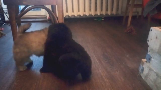 Щенки чау-чау. Игра Багги и Бин-го-шань смотреть онлайн