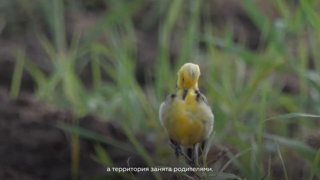 Разговор с ученым: куда улетают птицы зимой? смотреть онлайн