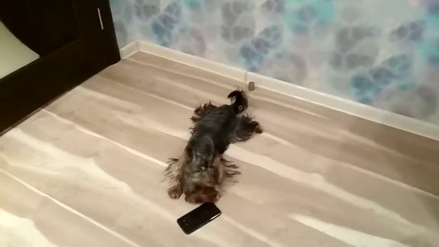 Милый песик Йорк поёт 😉🐶 смотреть онлайн
