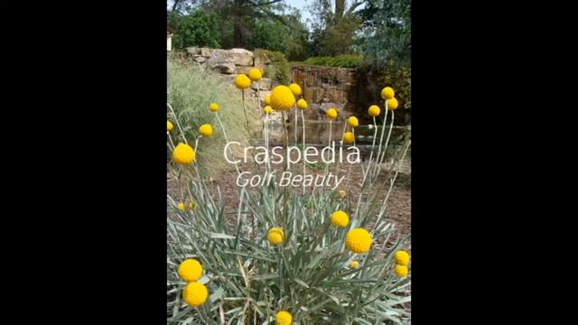 Favorite Annuals  2017