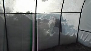 Чистим теплицу от снега.Теплица укрыта плёнкой "Светлица".