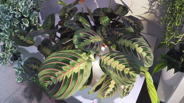 Marantaceae Timelapse | Ep.9 Maranta Leuconeura 'Erythroneura' Relaxing Time смотреть онлайн