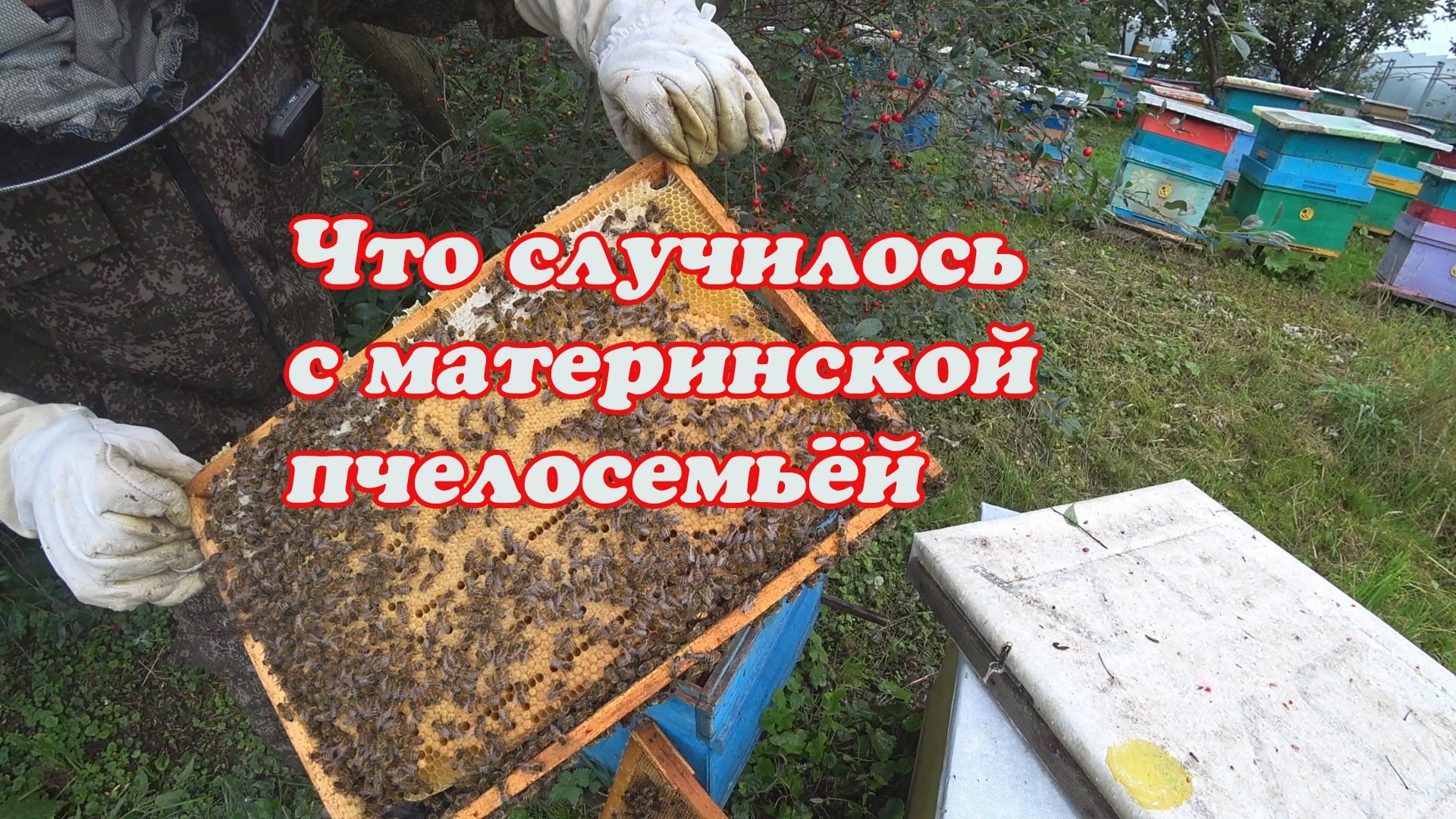 ЧТО СТАЛО С РОЕМ И МАТЕРИНСКОЙ ПЧЕЛОСЕМЬЁЙ ОТПУСТИВШИЙ РОЙ. смотреть онлайн