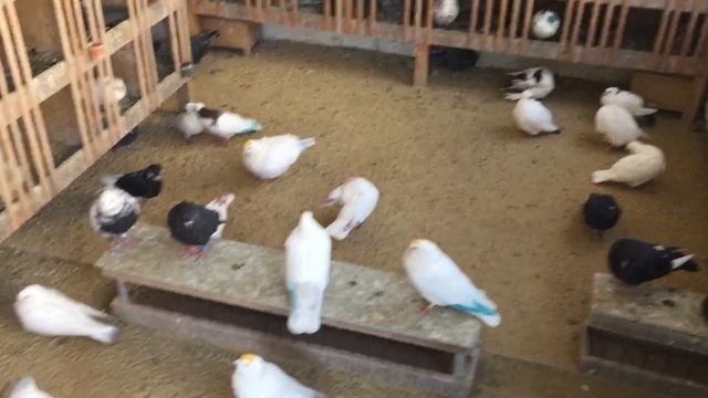 #Pigeons.Почему раньше голуби не болели а сейчас наоборот и что делать. смотреть онлайн