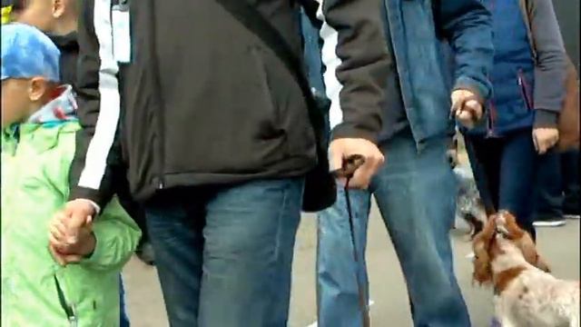 100 юбилейная областная Ленинградская выставка охотничьих собак смотреть онлайн