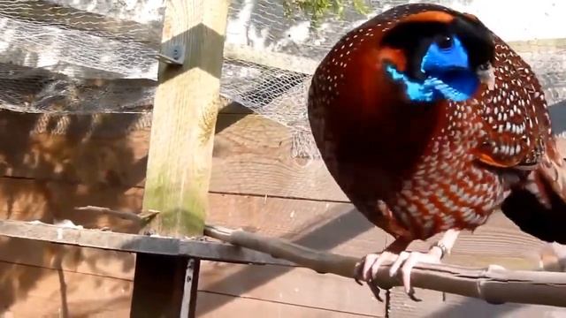 Temminck's Tragopan (Tragopan Temminckii) | Male | Close View