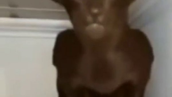 Миша,ты что пукнул? 10 минут + FULL HD