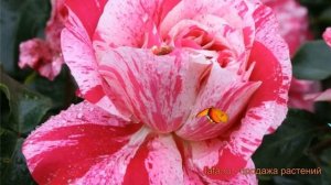 Роза плетистая Инес Састр (rosa ines sastre) ? Инес Састр обзор: как сажать, саженцы розы Инес Саст