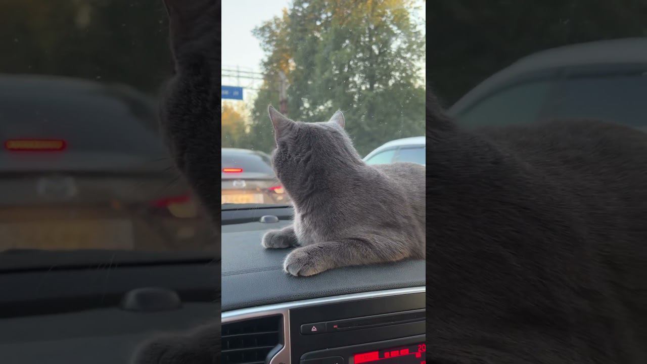 Бьянка едет на дачу в Серпухов смотреть онлайн