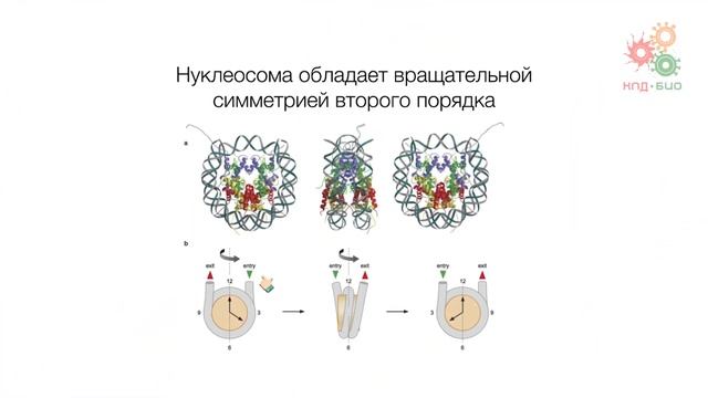 Поддержание и копирование генома. Хроматин. Упаковка ДНК смотреть онлайн