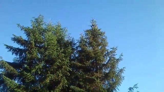 Еловые шишки смотреть онлайн