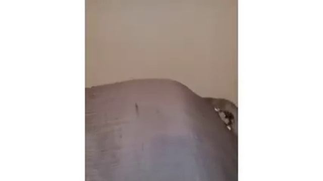 Hamster attempts to fly смотреть онлайн